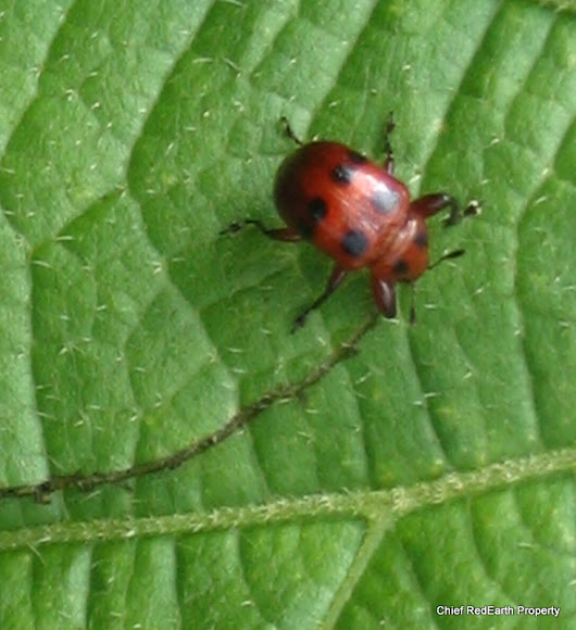 leafcutter beetle Project Noah
