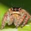 Jumping Spider