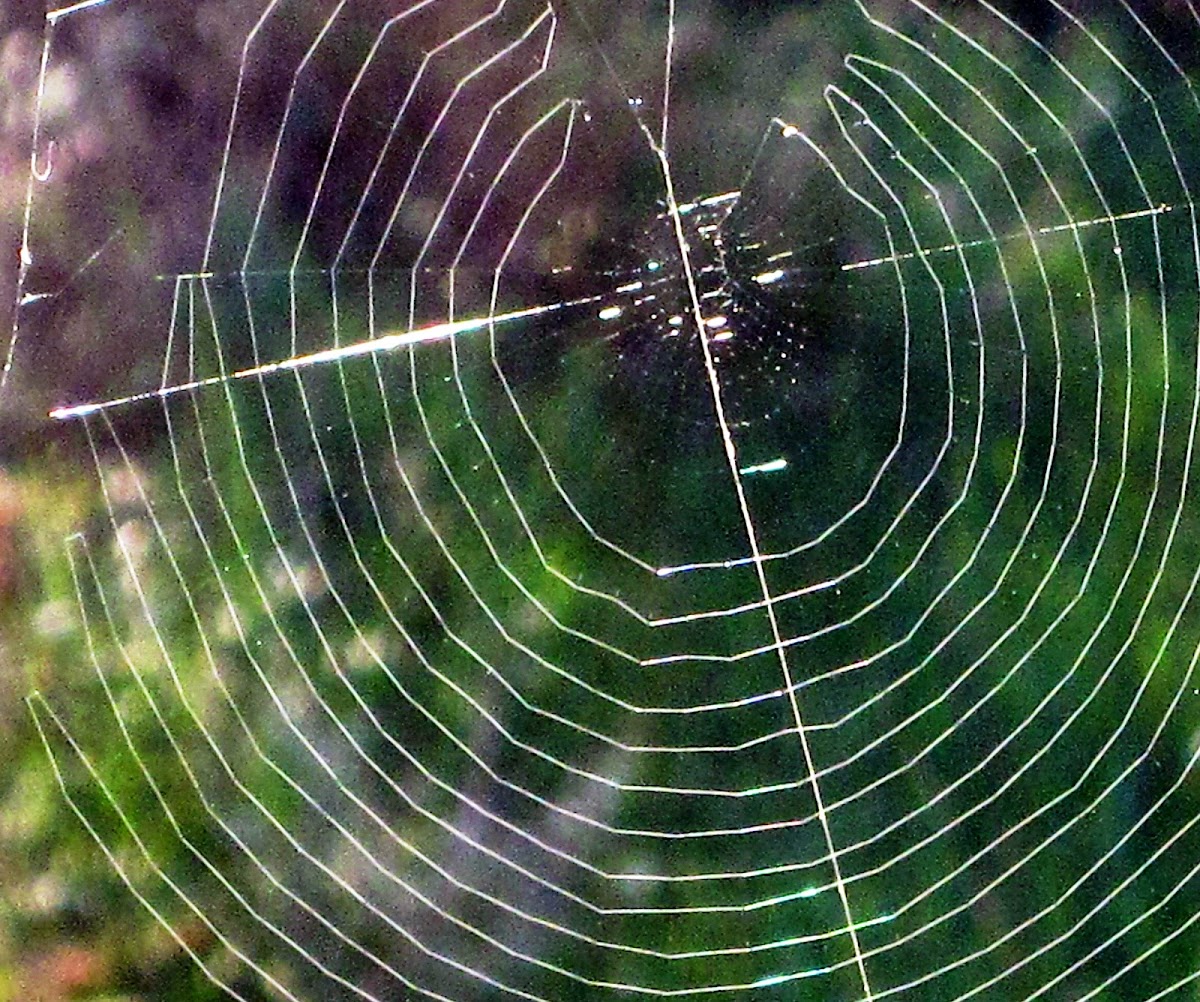 Spiderweb of Orb Weaver