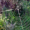 Spiderweb of Orb Weaver