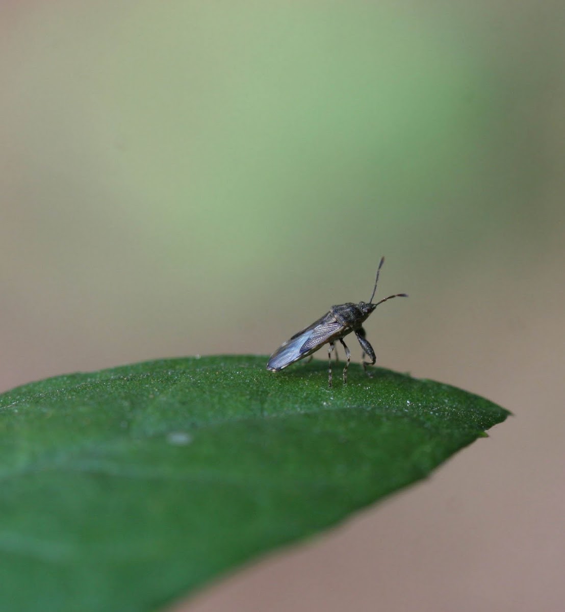 Damsel Bug