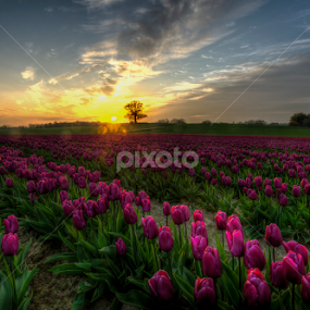 Sun and flowers by Kim  Schou - Flowers Flower Gardens