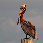 Brown Pelican