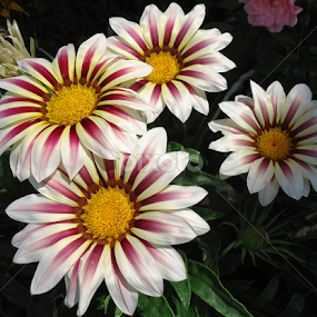 by Gordana Cajner - Flowers Flower Gardens