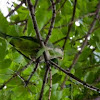 Quaker Parrot