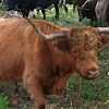 Highland Cattle