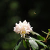 bee on Mountain Magnolia