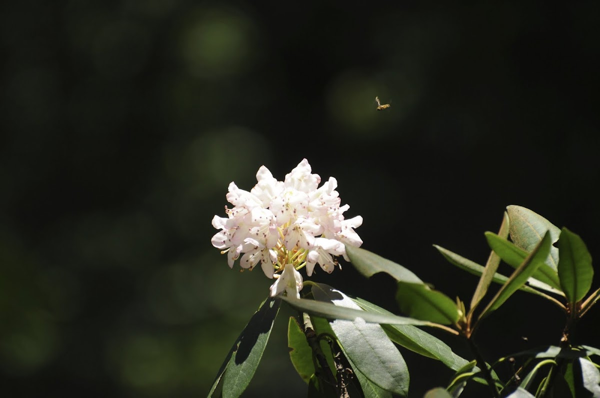 bee on Mountain Magnolia