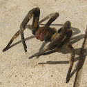 Brazilian wandering spider