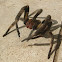 Brazilian wandering spider