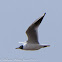 Black-headed Gull; Gaviota Reidora