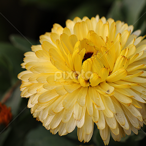 flower by তিত কুটি - Flowers Single Flower