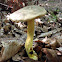 Ornate-stalked bolete