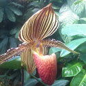 Ladyslipper orchid