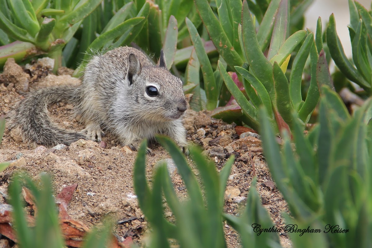 California Ground Squirrel (Young)