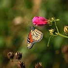 Monarch Butterfly