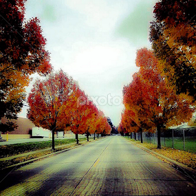 Autum Road by Lori Louderback - Instagram & Mobile Android