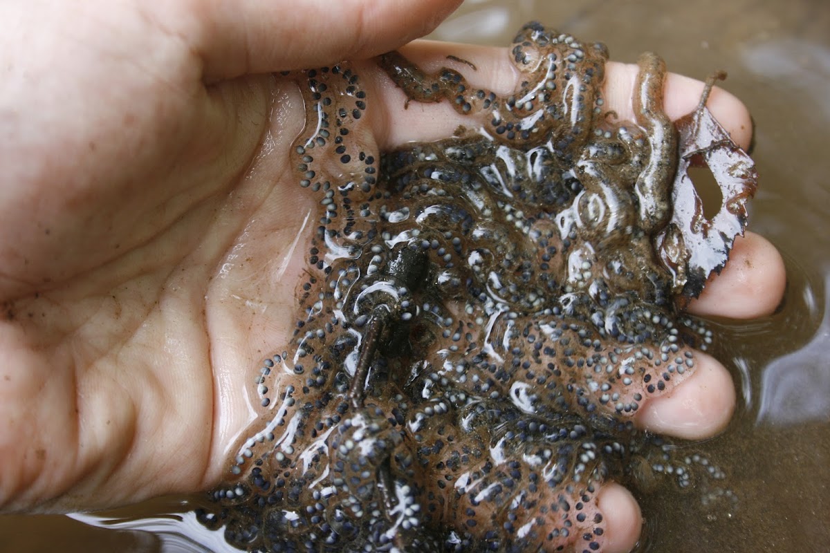 Fowler's Toad Eggs