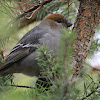 Pine Grosbeak, female