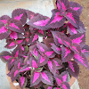 Coleus