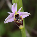 Erva-passarinho / Woodcock orchid