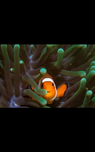 MiUI Clown Fish Live Wallpaper