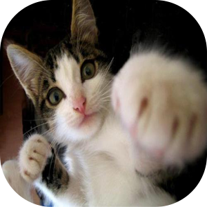 猫パンチをよけろ！ 1.0