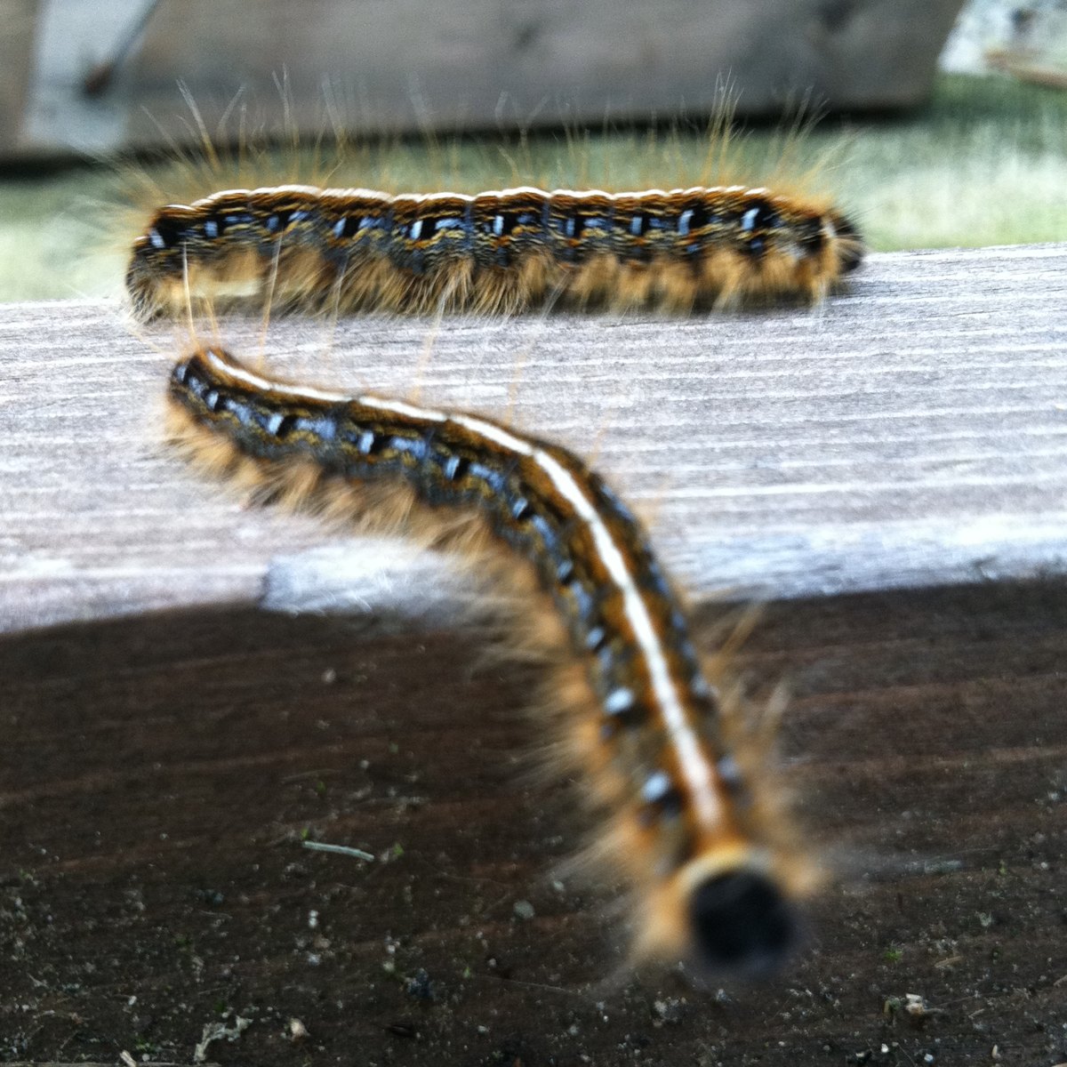 Eastern tent caterpillar 