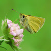 Essex Skipper, Karłątek ryska