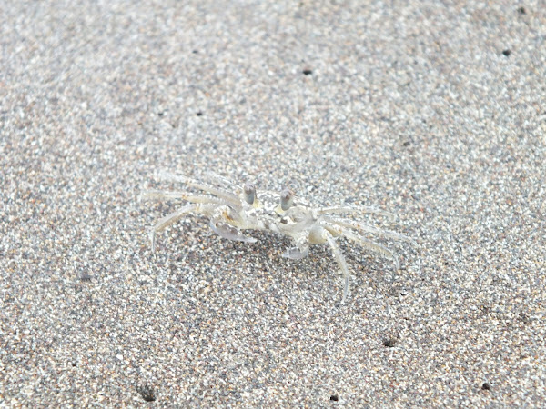 Ghost Crab | Project Noah