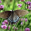 Eastern Tiger Swallowtail Butterfly