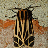 Harnessed tiger moth
