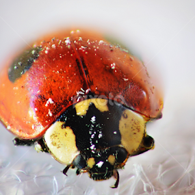 Lady bug by Romeo Pogacean - Animals Insects & Spiders