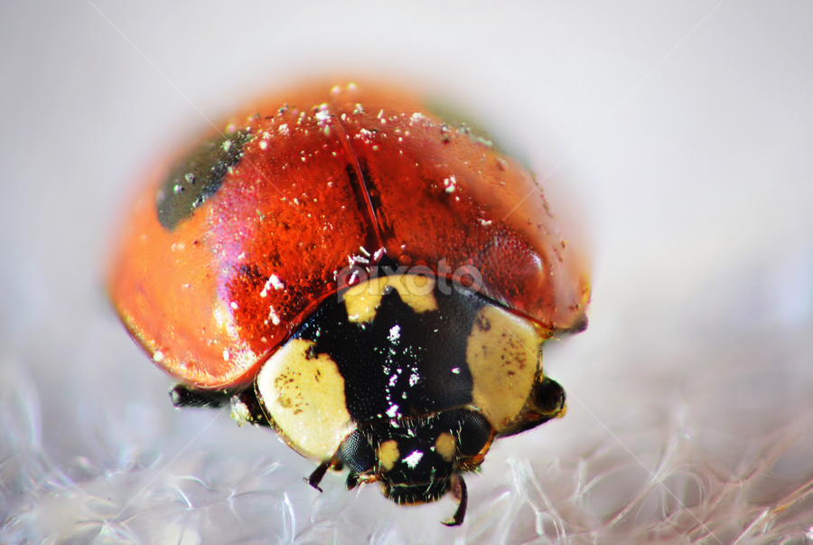 Lady bug by Romeo Pogacean - Animals Insects & Spiders