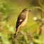 Daurian Redstart Female