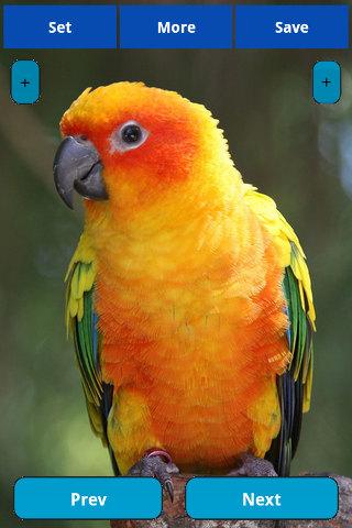 Parrots wallpapers