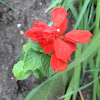 Salvia 'Medium red'