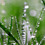 Let it rain by Petra Cvetko -  