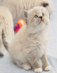 Cats Wallpaer Screenshots 14