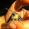 White lined sphinx moth