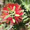 ʻōhiʻa lehua