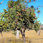 Prickly Pear