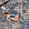 Lined Shore Crab