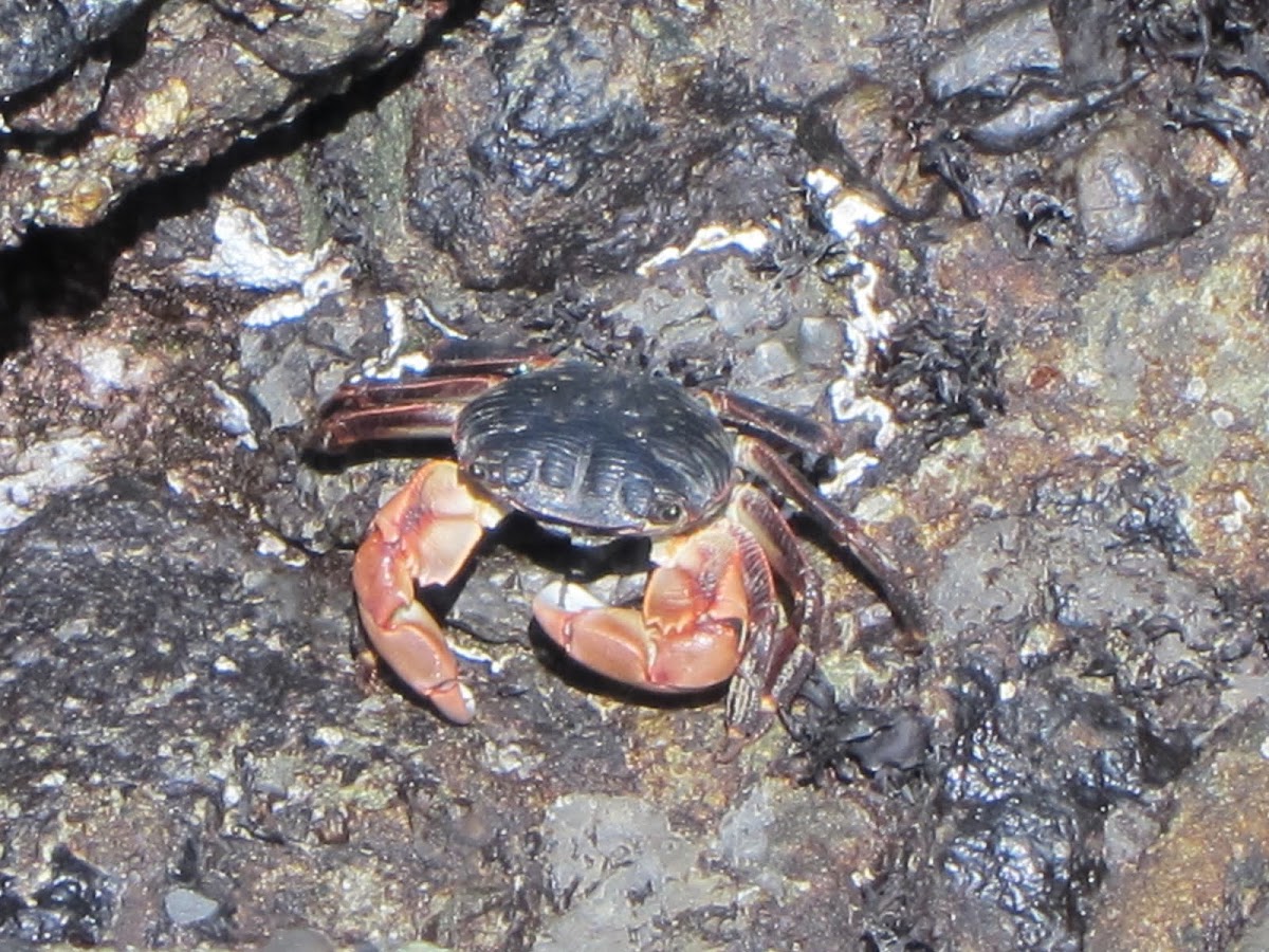 Lined Shore Crab