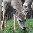 White-tailed Deer