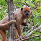 Great Brazilian monkey