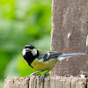 Great tit