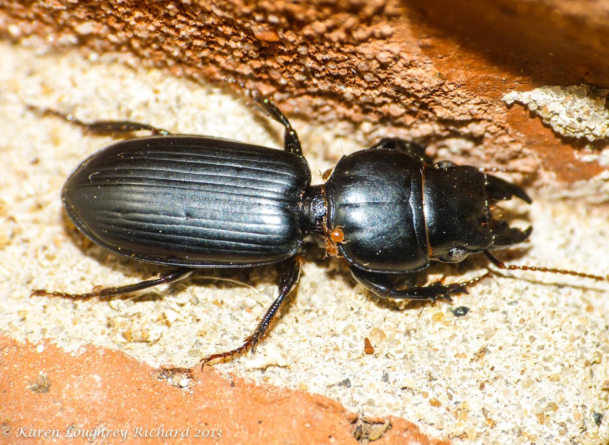 Big-headed ground beetle