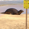 Hawaiian harp seal