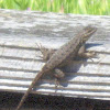 Western Fence Lizard